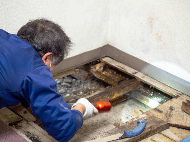 Best Bathroom Mold Remediation in Forest Lake, MN