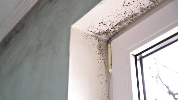 Best Post-Flood Mold Remediation in Forest Lake, MN