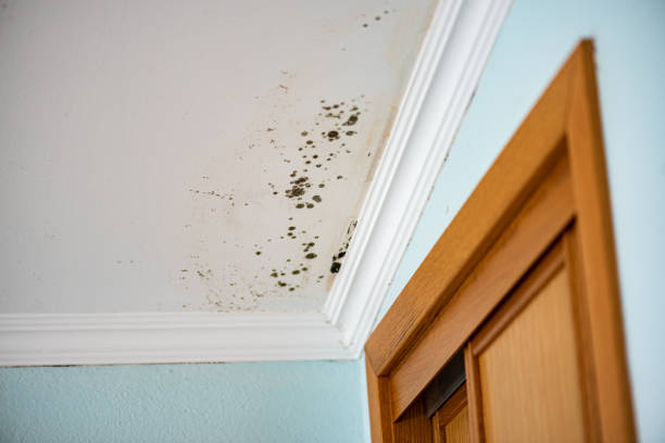 Best Crawl Space Mold Remediation in Forest Lake, MN