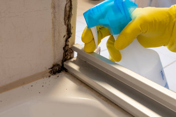 Best Health and Safety Mold Remediation in Forest Lake, MN