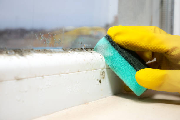 Best Industrial Mold Remediation in Forest Lake, MN