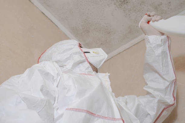 Best Preventive Mold Services in Forest Lake, MN