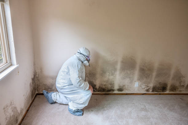 Trusted Forest Lake, MN Mold Remediation Experts