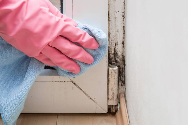 Best Localized Mold Remediation (e.g., coastal areas, humid climates) in Forest Lake, MN