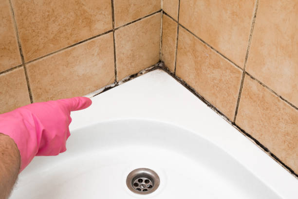Best Mold Remediation for Schools in Forest Lake, MN